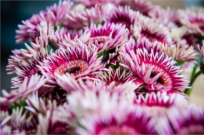 WBE Kurs florystyczny (2)