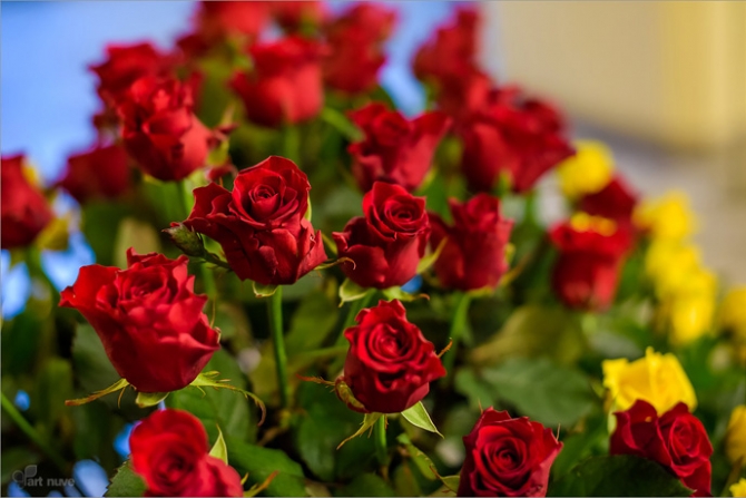 WBE Zaprzysiężenie Prezydenta Wrocławia (1)