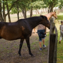 WBE Family Day 2016 (13)