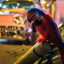 WBE Viva la Cuba (16)